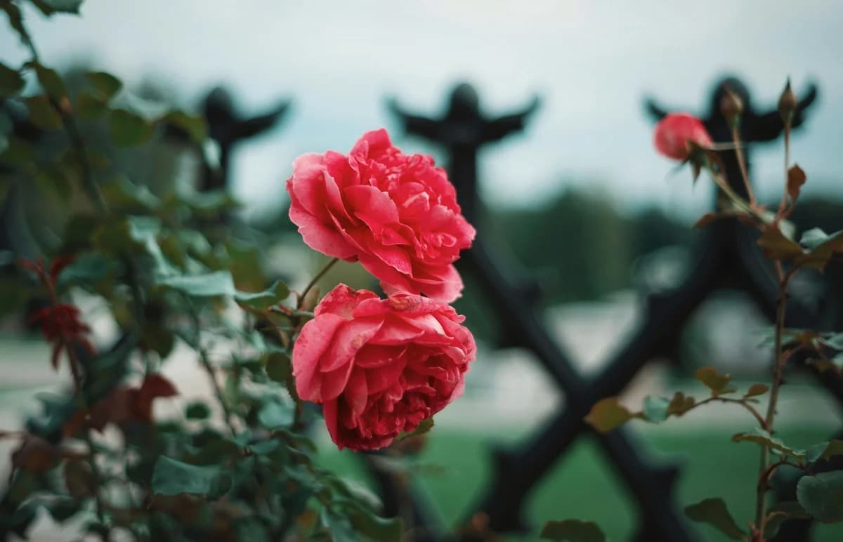 A pink rose sitting on top of a bush next to a fence